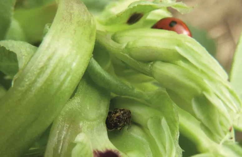 Rendement et qualités agronomiques des protéagineux de printemps