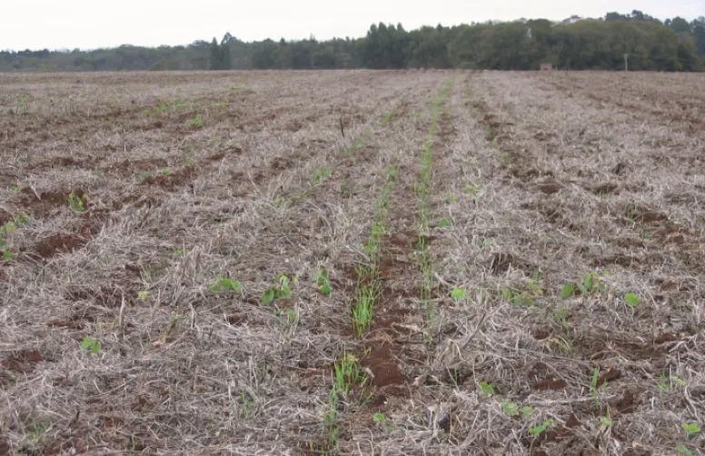 Évolution de la production et du marché du blé tendre brésilien