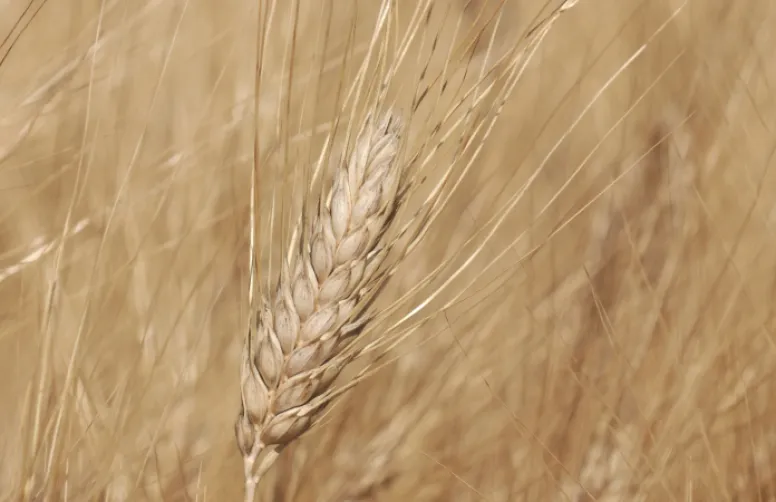 Notations 2018 des variétés de blé dur