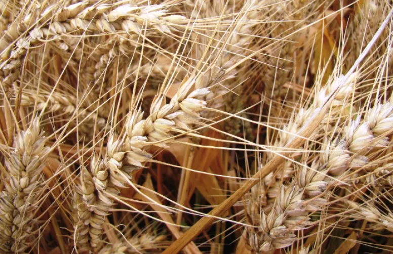 Blé tendre: suivi du profil rhéologique par marqueurs moléculaires