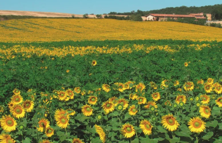 Agroéconomie du tournesol et du soja en Nouvelle-Aquitaine