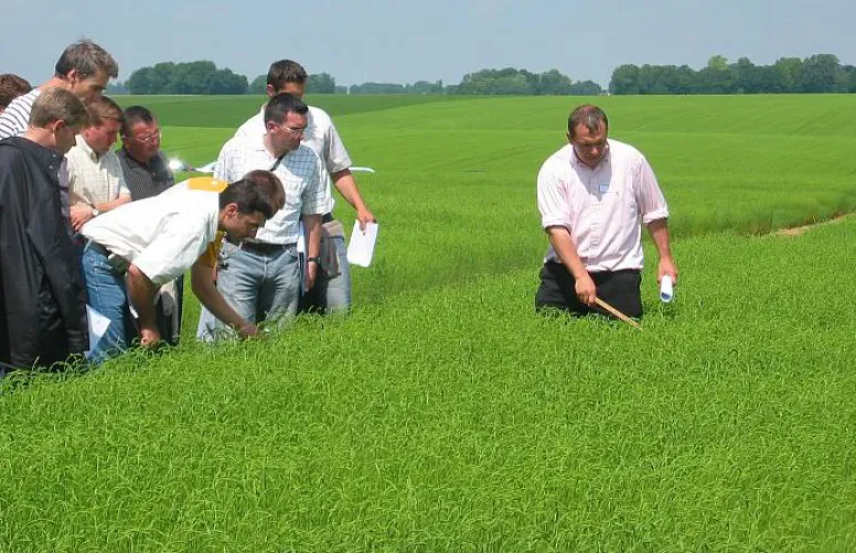 Lin fibre: Arvalis a évalué des stratégies fongicides en végétation