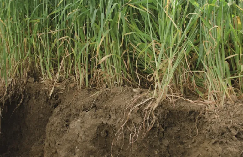 Rôle de la nutrition azoté du blé et de la biomasse du couvert