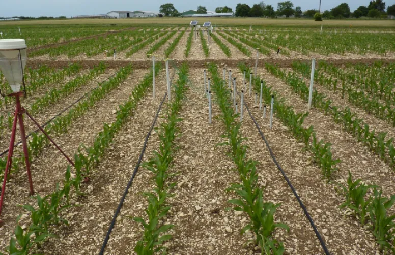 Efficacité de l'aspersion et du goutte-à-goutte en terre de groie