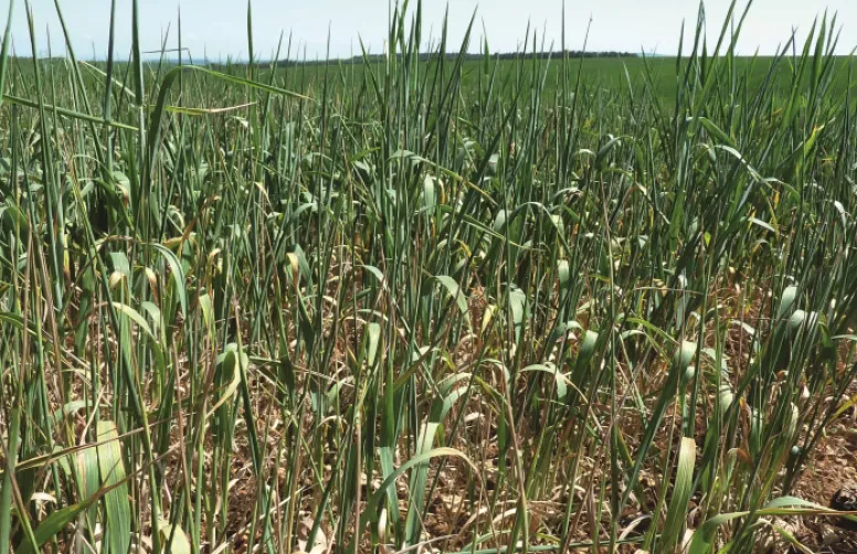 Comment les agriculteurs perçoivent-ils le changement climatique?