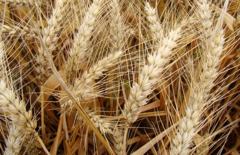 Besoins unitaires d'azote des variétés de blé tendre. Reliquats.