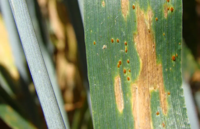 Programmes fongicides 2019 suggérés par Arvalis pour chaque région