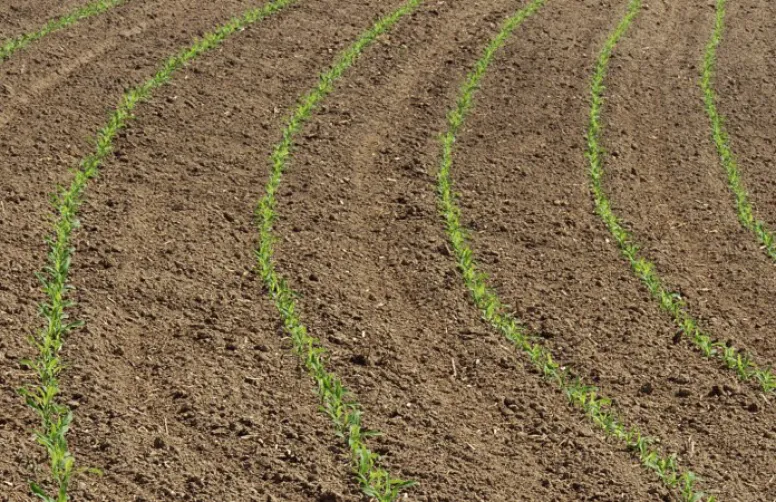 Bilan climatique 2018 pour le maïs : conditions météo, rendements