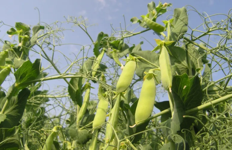 Introduire davantage de légumineuses dans les systèmes agricoles
