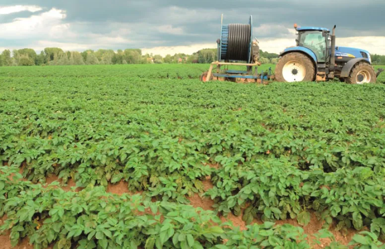 Gérer l'irrigation en pomme de terre.