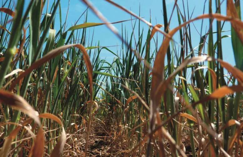 Tolérance au stress hydrique et productivité des céréales à paille