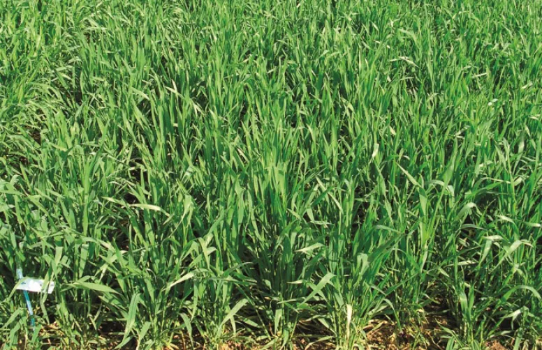 Variétés de triticale : les évaluations et les deux nouveautés 2019