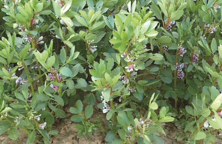 L'ascochytose de la féverole contrôlée par la résistance variétale