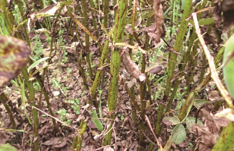 Identifier et prévenir le botrytis sur féverole d'hiver