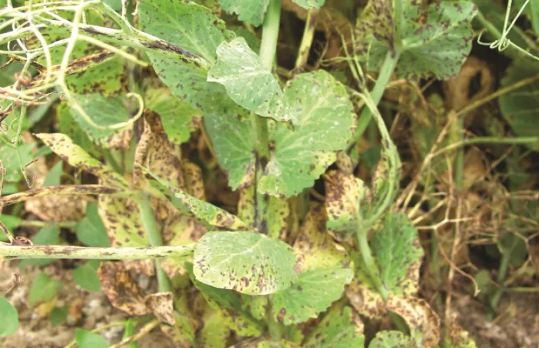 Les nouvelles variétés de pois résistent mieux à l'ascochytose