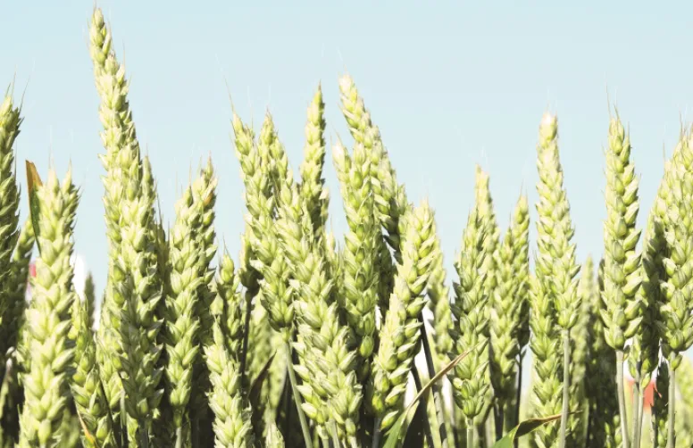 Organiser la recherche en agronomie plus efficacement