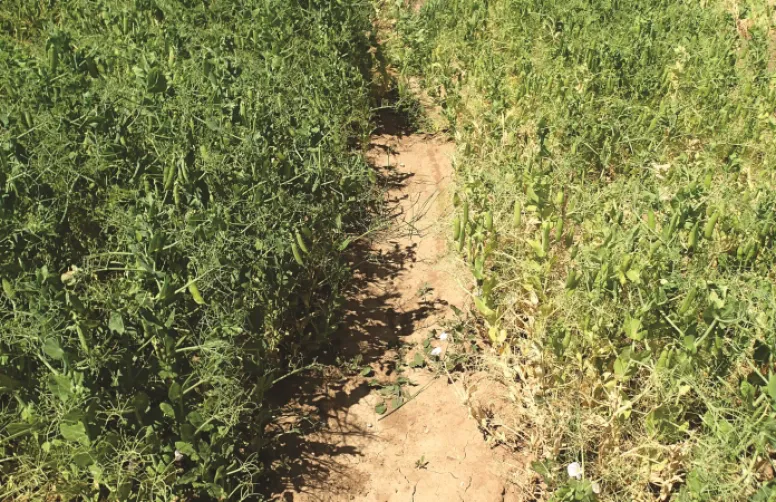 De nouvelles lignées agronomiques de pois partiellement résistantes à l'aphanomyces