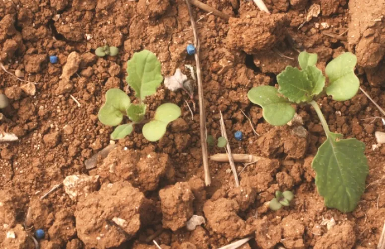 Limaces : une préoccupation récurrente en extension.