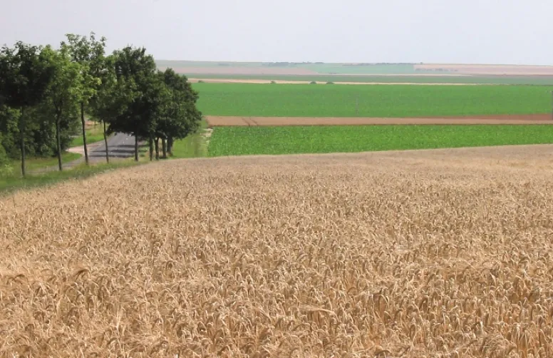 Répondre à la demande en grandes cultures bio