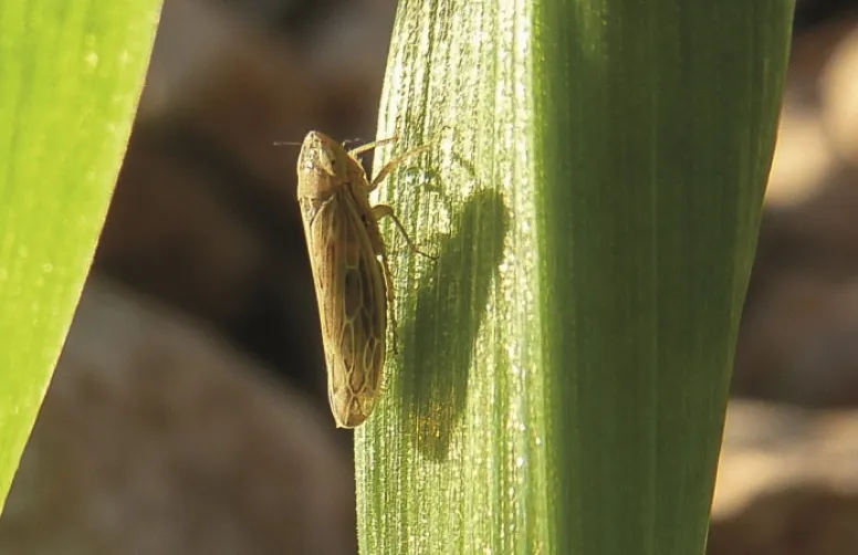 Lutte agronomique & insecticides contre pucerons et cicadelles