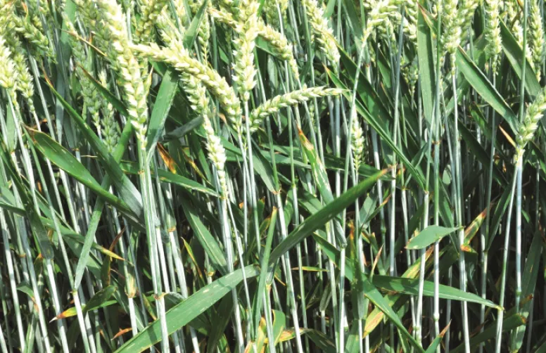 Analyse de la campagne céréalière 2018-2019 sur le plan des maladies