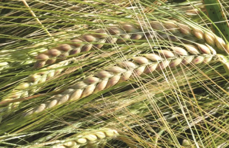 Les variétés d'orges de printemps ont été évaluées par Arvalis