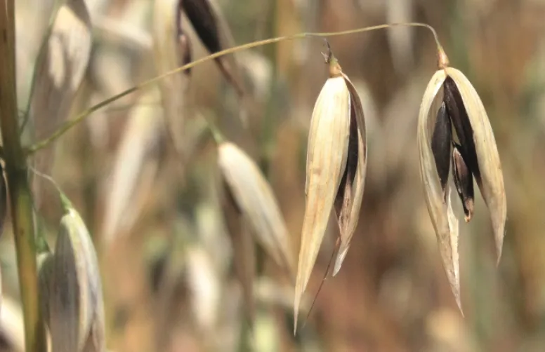 Evaluation 2019 des variétés d'avoines par Arvalis et le GEVES