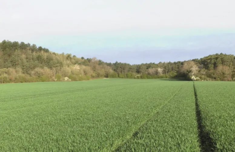 Deux modèles pour prévoir les risques de maladies sur orge d'hiver.