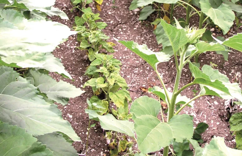 Lutter efficacement contre le mildiou du tournesol