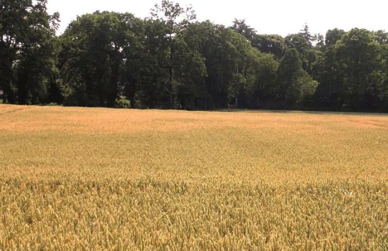 Blé tendre: tolérance à un stress thermique postfloraison