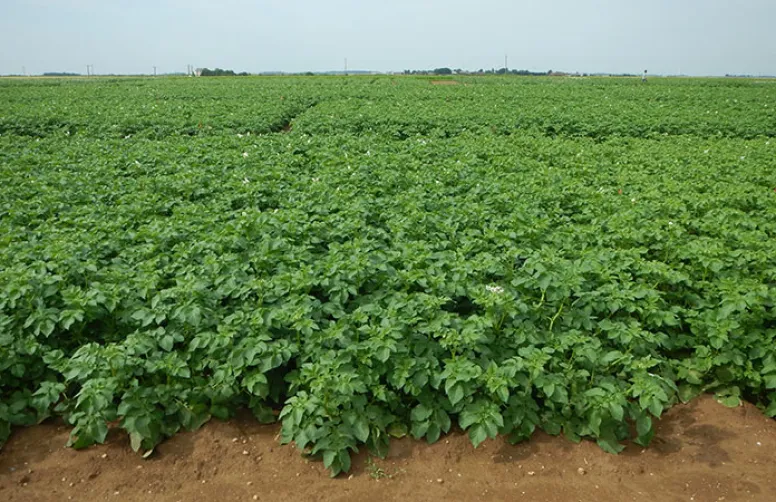 De la réception au traitement des plants de pomme de terre : que faire ?