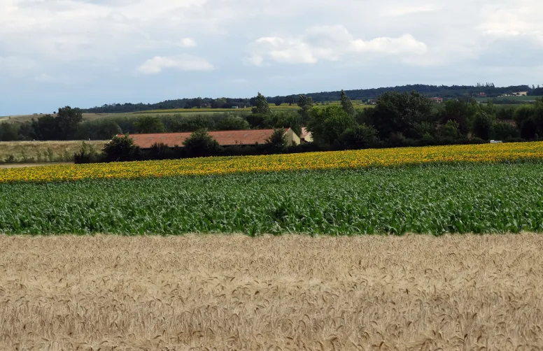 Quel intérêt de la diversité végétale pour limiter les populations de bioagresseurs ?