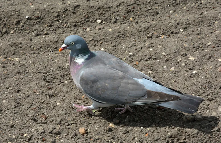 Déclarer ses dégâts d’oiseaux et visualiser les zones à risque