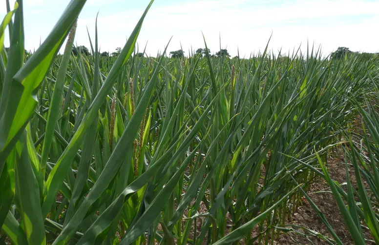 Comment les stress hydriques et thermiques bouleversent les plantes ?