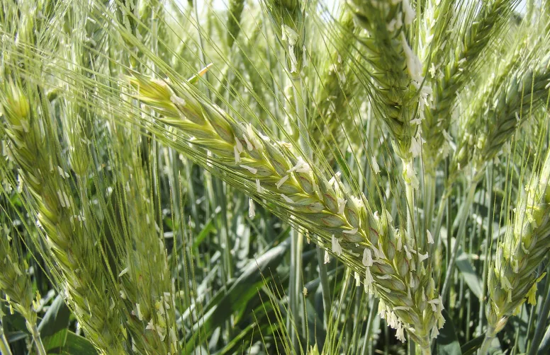 Variétés de triticale : toutes les cotations mises à jour