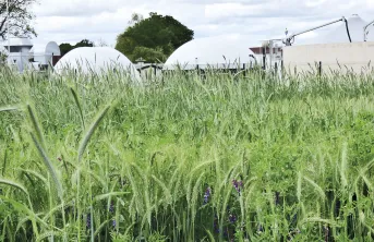 Les CIVE composent en moyenne aujourd’hui 13% de la ration des méthaniseurs et ce taux continue de progresser.