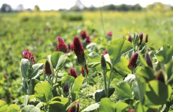 Le rendement en première coupe précoce et/ou la valeur alimentaire de la vesce velue et du trèfle incarnat récoltés en pur comme en association se montrent satisfaisants. Et le trèfle de Micheli est prometteur.