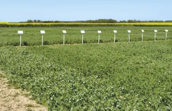 Neuf variétés de pois d’hiver à graines jaunes testées en 2022 dont les quatre nouvelles inscriptions de 2021, qui se sont révélées très productives.