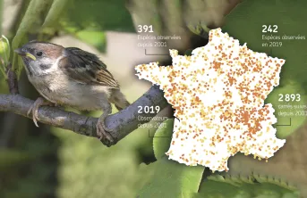 En France, le suivi des oiseaux a été effectué trois fois chaque printemps depuis 2001 dans un carré de 2 km x 2 km où le même observateur dénombre tous les oiseaux vus et entendus durant 5 minutes en dix points d’échantillonnage. Les carrés orange clair ont été suivis au moins une fois avant 2019, ceux orange foncé ont été suivis en 2019. Le moineau friquet (ci-dessus) est une espèce en déclin constant de 1989 à 2019.