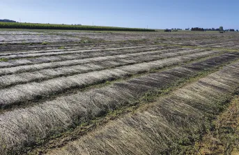 D’un point de vue statistique, les rendements obtenus avec ces biostimulants ne sont pas significativement différents des rendements sans biostimulant.