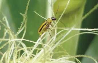 Les simulations de l’évolution, au fil des ans, de populations de chrysomèles du maïs confirment que la culture du maïs demeure possible même dans les secteurs concernés par de fortes populations.