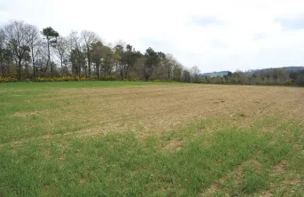 Les dégâts de limaces sont rapides et peuvent être sévères en début de cycle des cultures, en particulier sur céréales et colza.