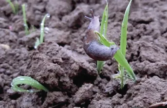 Sur blé, le stade critique commence dès la germination jusqu’au stade « 3-4 feuilles ». Le grain de blé à peine germé est particulièrement sensible aux attaques.