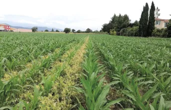 ACS : gérer le couvert pour réussir son maïs grain