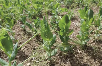 L’objectif des tableaux de bord est de mieux accompagner l’observation et le diagnostic afin d’améliorer les pratiques et les choix agronomiques pour rendre les protéagineux plus résilients face aux aléas.