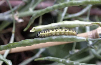 Ces travaux d’INRAE changent l‘idée longtemps admise que la spore est l’unique forme de survie à long terme de Bacillus thuringiensis, une bactérie couramment utilisée comme bio-insecticide sur les crucifères.