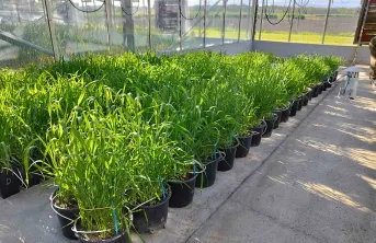 L’essai d’hybridation entre la variété australienne Wagaan et cinq variétés françaises a été réalisé dans les serres de la station ARVALIS de Montardon (64).