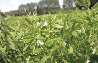 Terres Inovia, l’Icarda et trois sélectionneurs mutualisent leurs moyens pour élaborer de nouvelles variétés de lentilles et pois chiche.