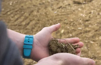 Un désherbage automnal efficace des graminées adventices – notamment du ray-grass et du vulpin – est un élément majeur de la réussite des semis de céréales à paille.