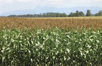 Tous les projets améliorent encore le bilan carbone de la ferme-type, déjà stockeuse nette de carbone, et génèrent donc des crédits carbone. CULTURES FAIBLE N et CIVE&DIGESTAT voient leur marge nette augmenter.